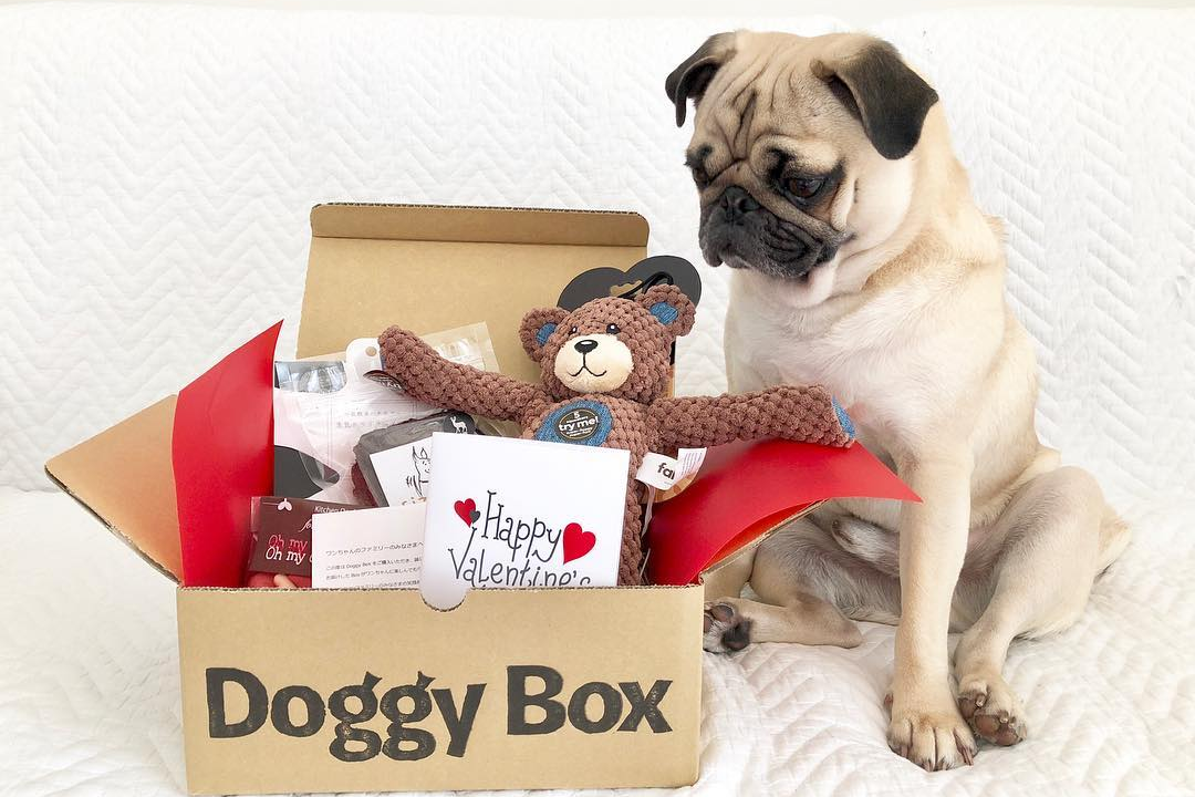 【楽天スーパーセール】 DoggyBox ドギーボックス 犬用おもちゃ